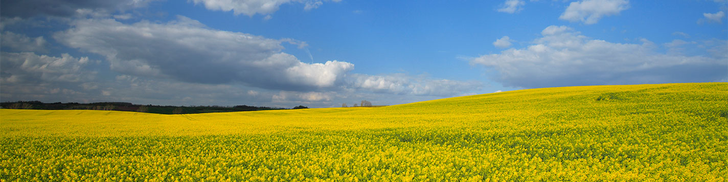 Image of a canola field against a blue sky