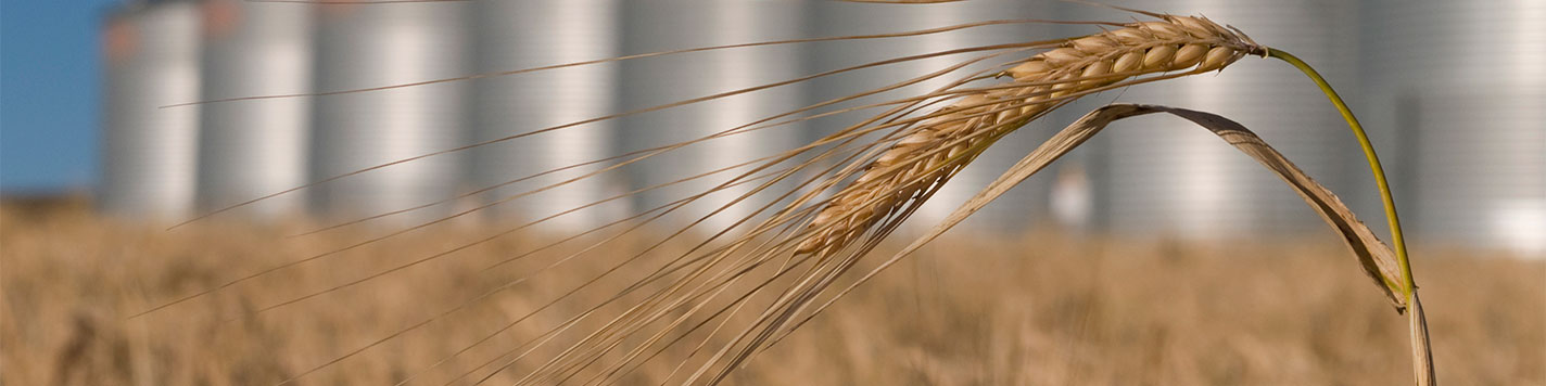 A close up image of a stock of wheat waving in the wind with grain bins in the background